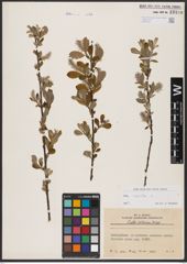 Foto von Salix aurita L.